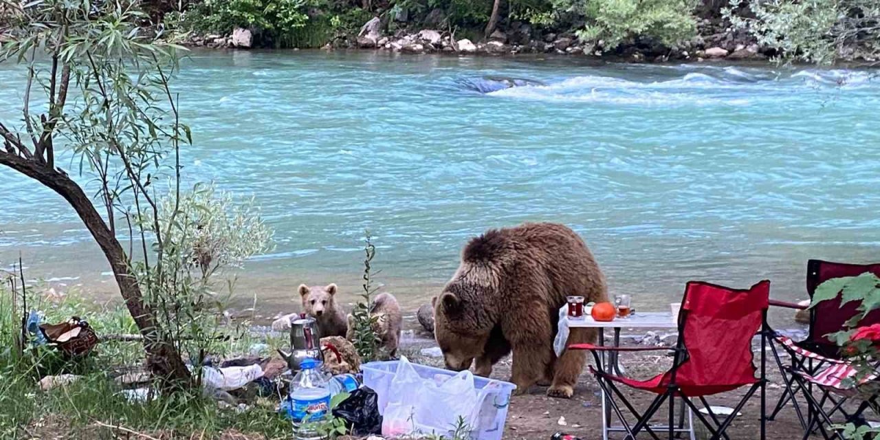 Anne ayı ve yavruları piknik sofrasına konuk oldu