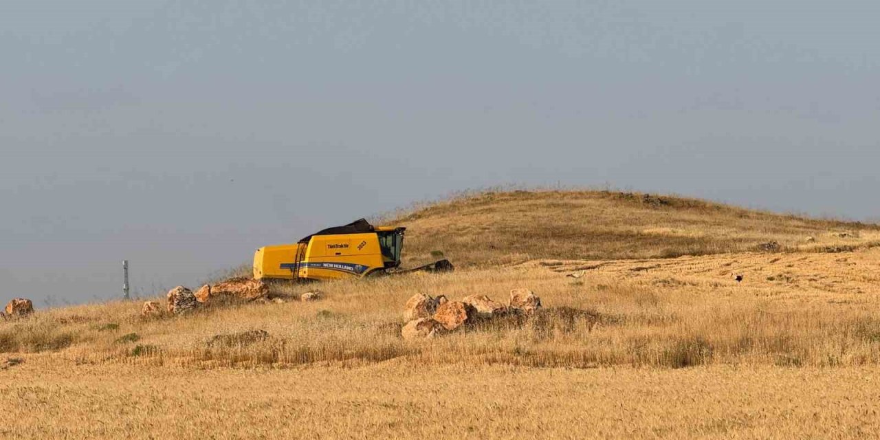 Siirt’te buğday hasadında hayal kırıklığı