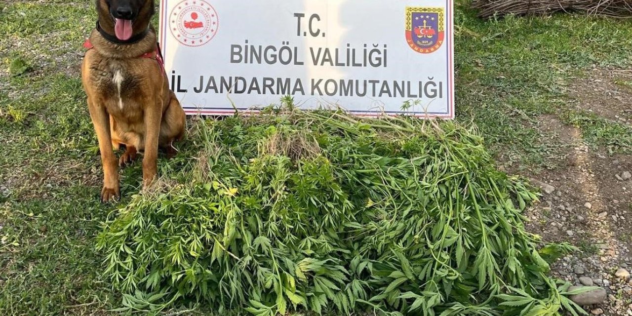 Bingöl’de 14 bin 933 kök kenevir ele geçirildi