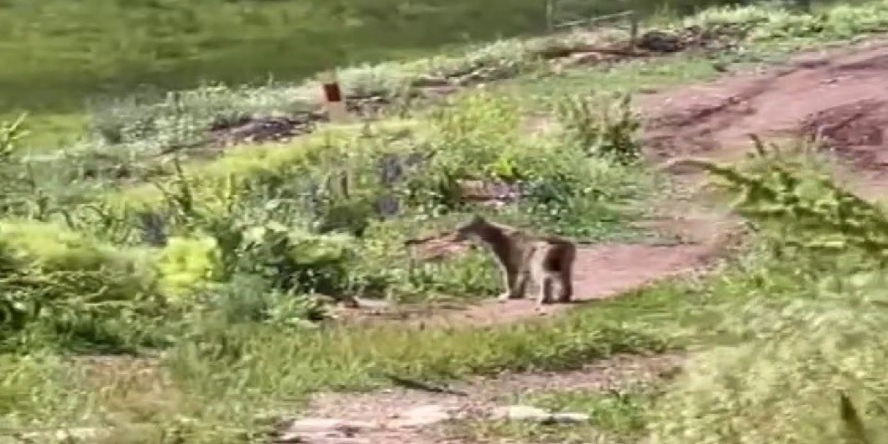 Tercan’da vaşak görüldü