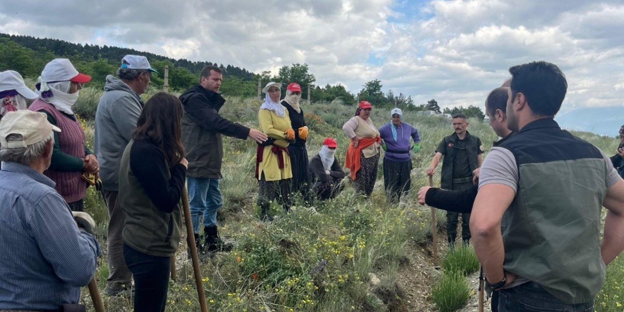 Erzincan’da kadınlar fidan dikiyor