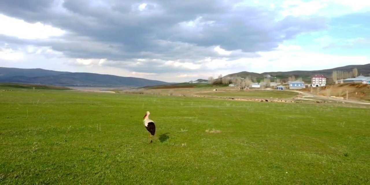 Van'da soğuklara direnen leylekler yavruladı