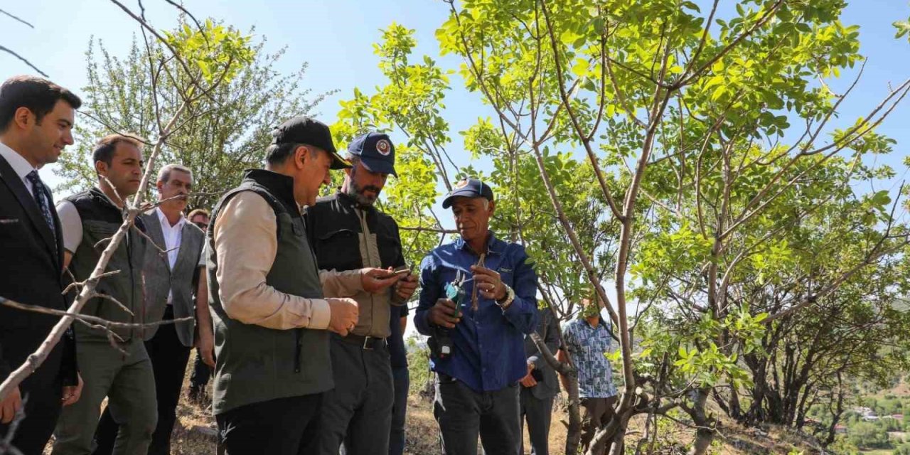 Vali Usta, fıstık aşılama çalışmalarını inceledi