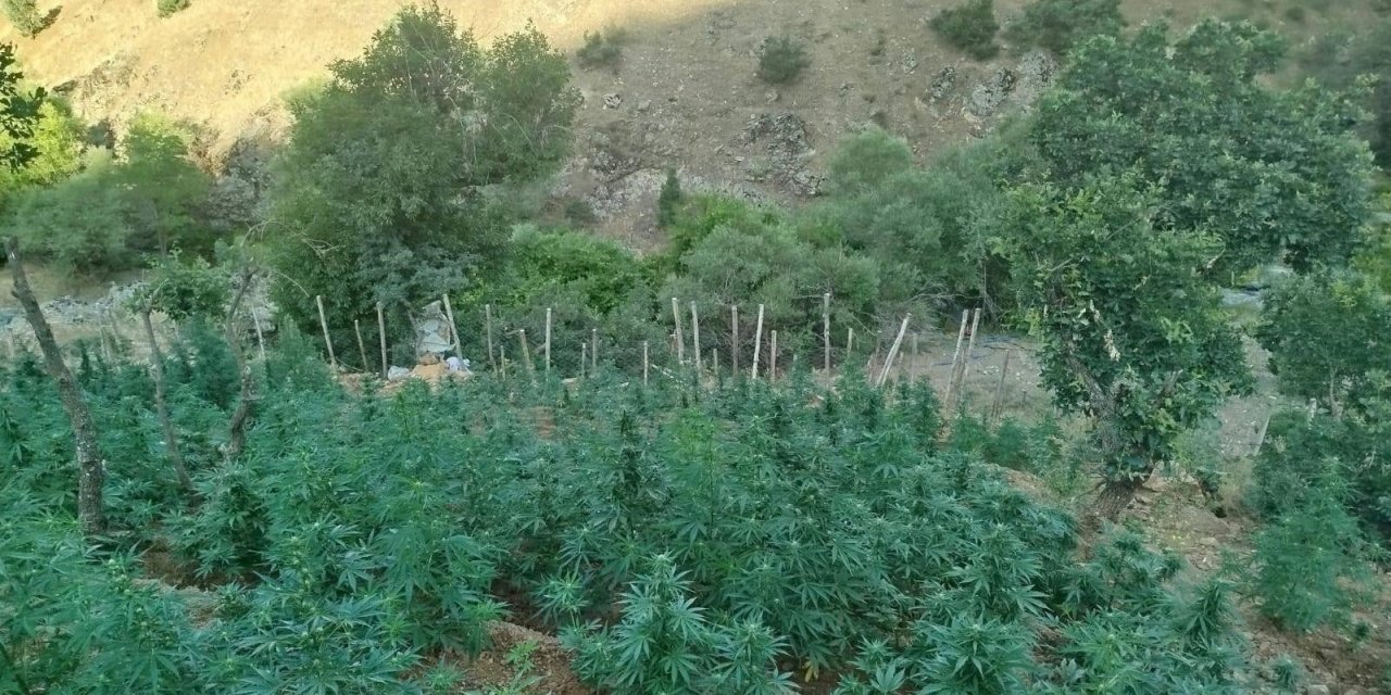 Genç'te 15 bin kök kenevir ele geçirildi