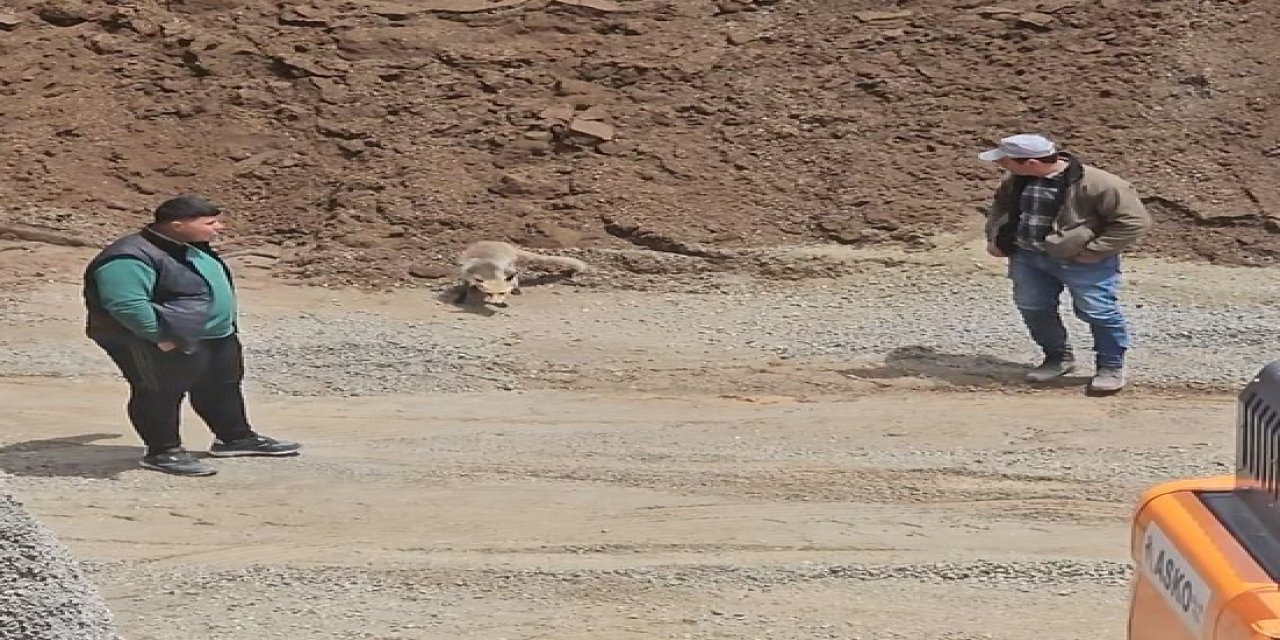 Bitlis'te tilki, pomza ocağının müdavimi oldu
