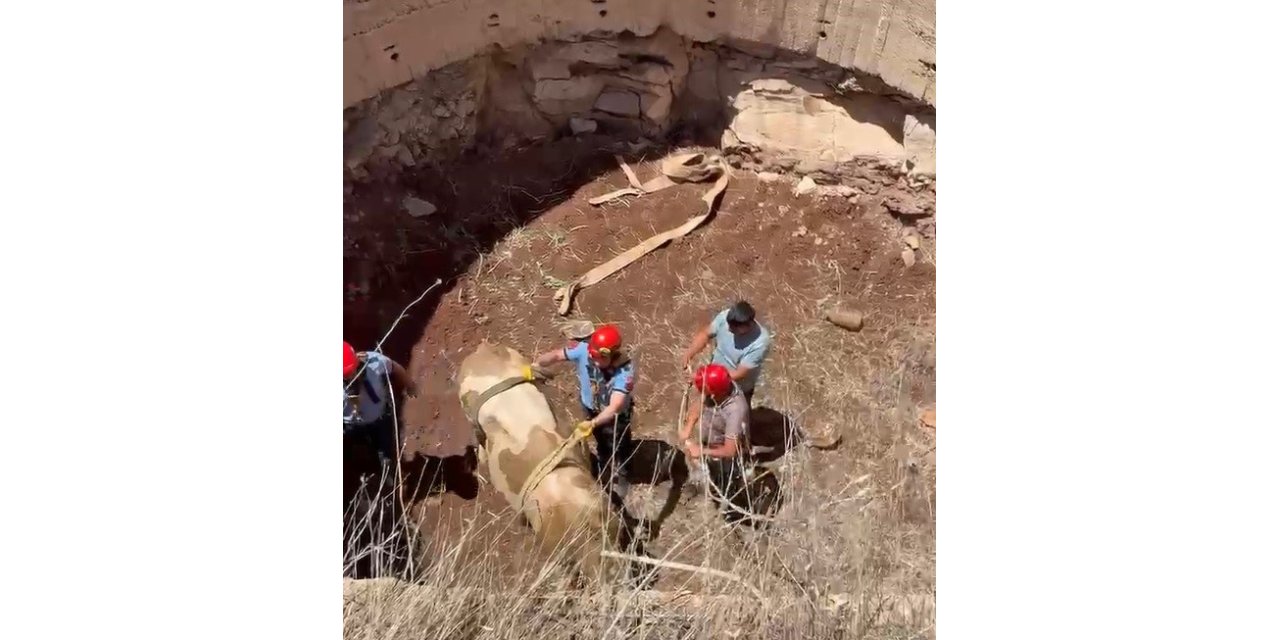 Gaziantep’te çukura düşen  dana kurtarıldı