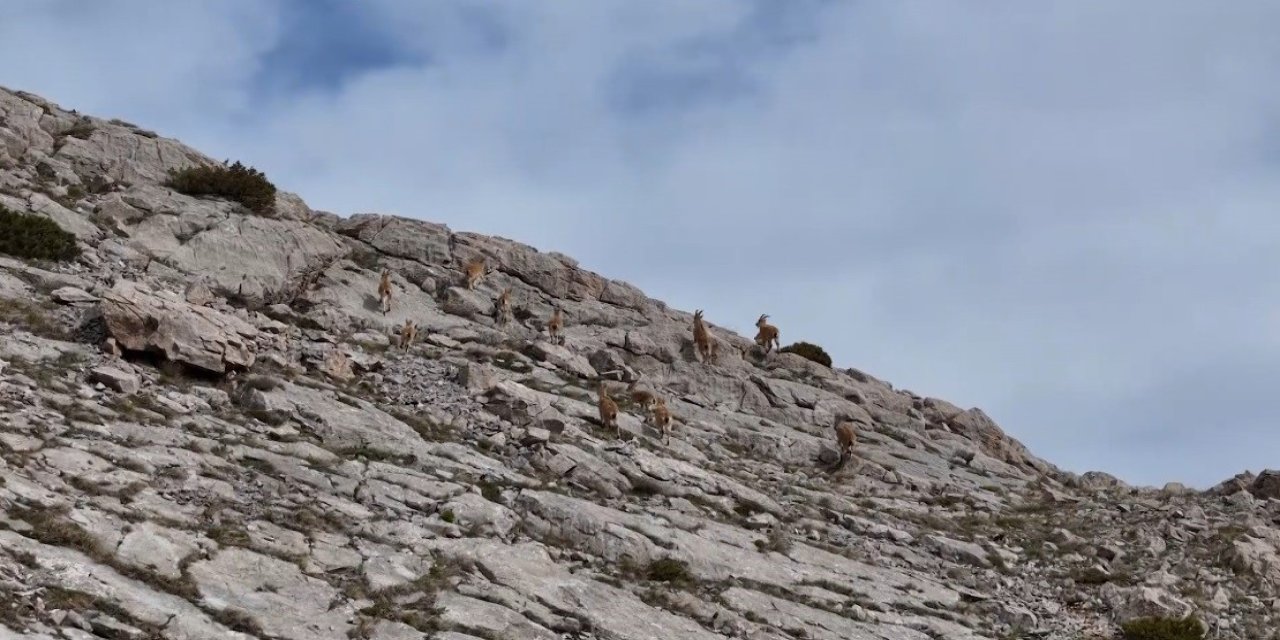 Erzincan’da dağ keçileri görüldü