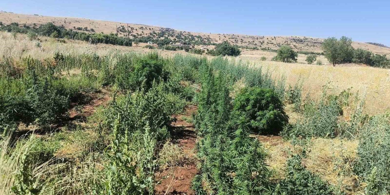 Hazro’da 22 bin kök kenevir bitkisi ile 12 kilo esrar ele geçirildi