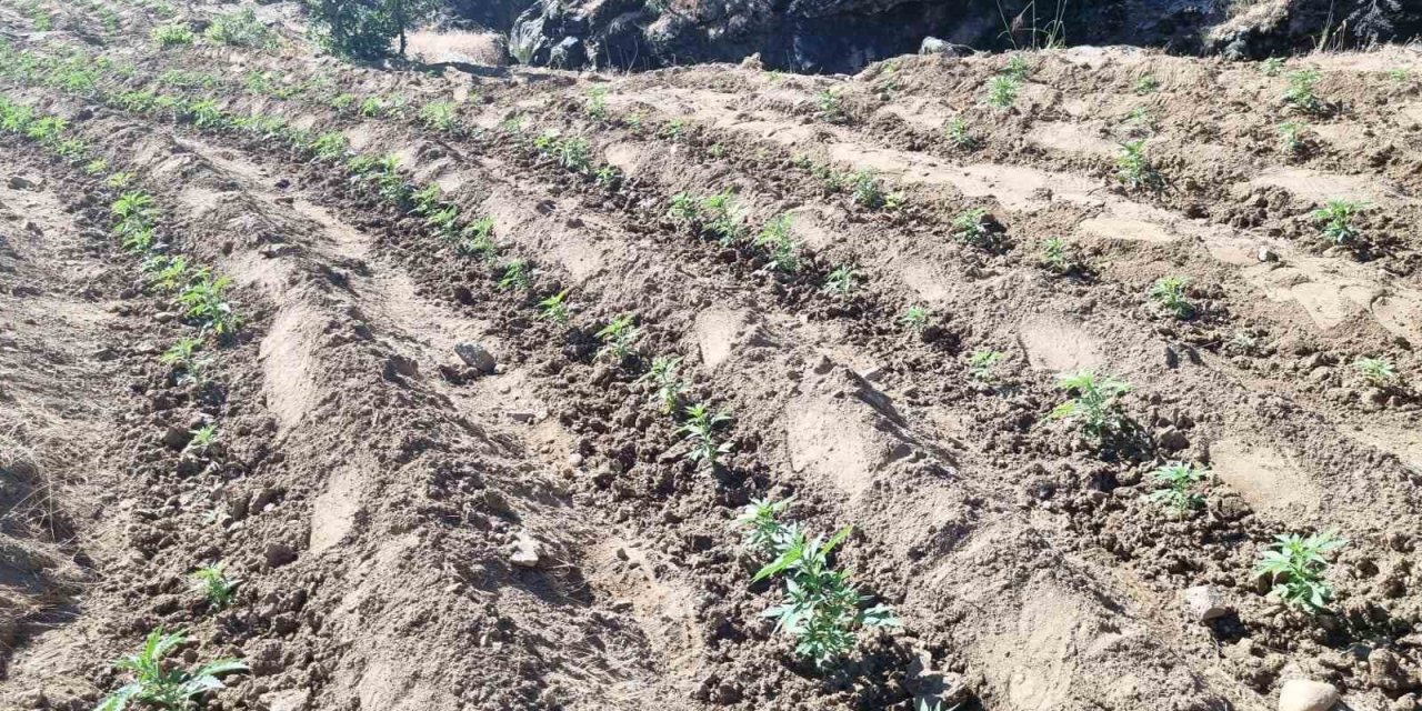 Bingöl’de uyuşturucu üretimine darbe