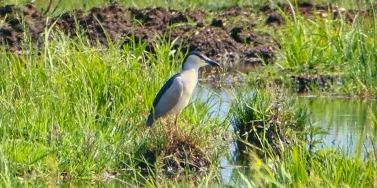 Bitlis’in sulak alanları kuş cennetini anımsatıyor