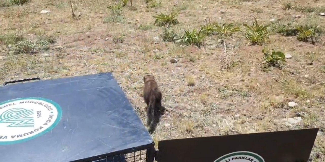 Van’da eve giren 2 sansar yakalanarak doğaya salındı