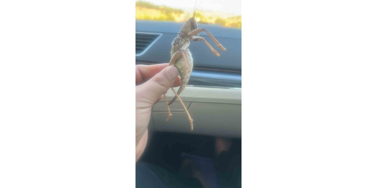 Batman'da dev etçil çekirge şaşkınlığa neden oldu