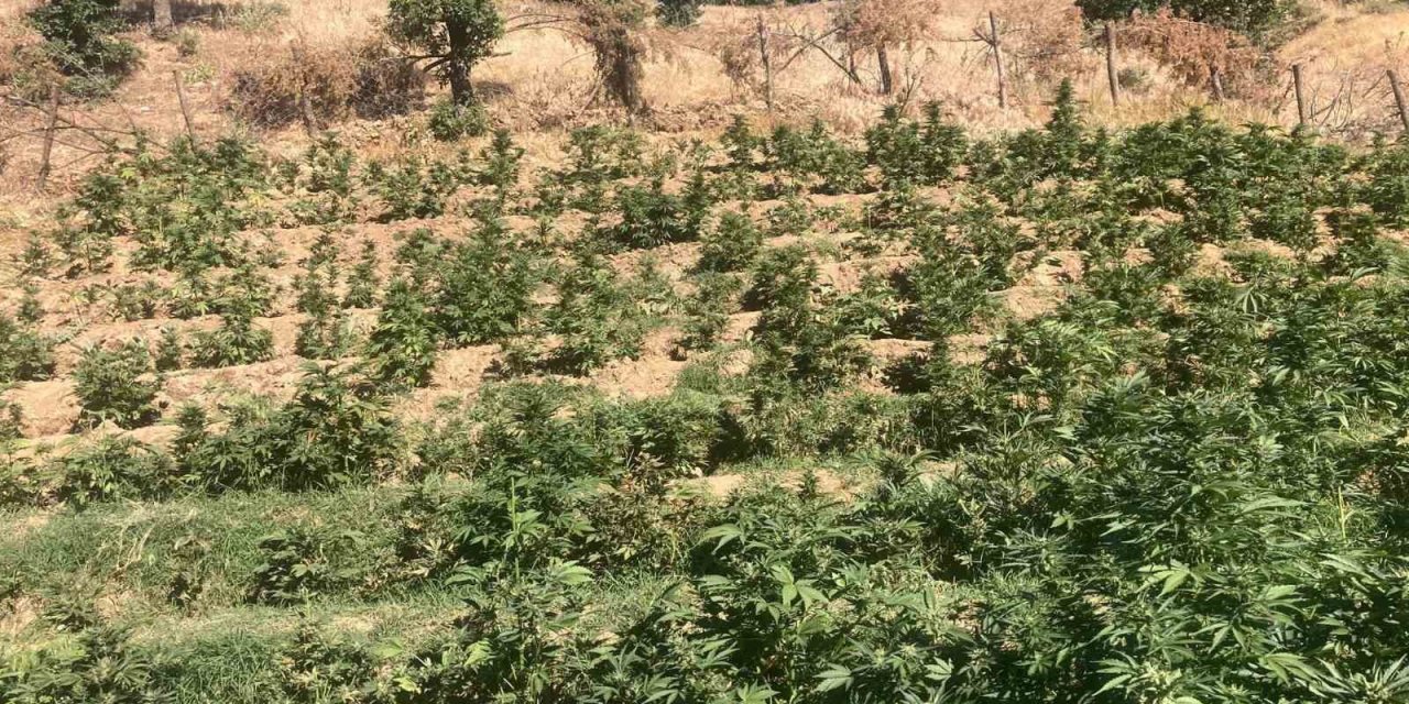 Bingöl’de jandarma ekipleri 19 bin kök skunk bitkisi ele geçirdi