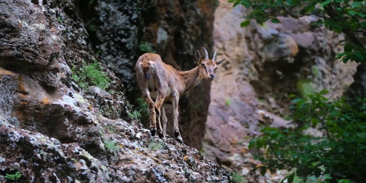 Erzincan’da yaban keçileri görüldü