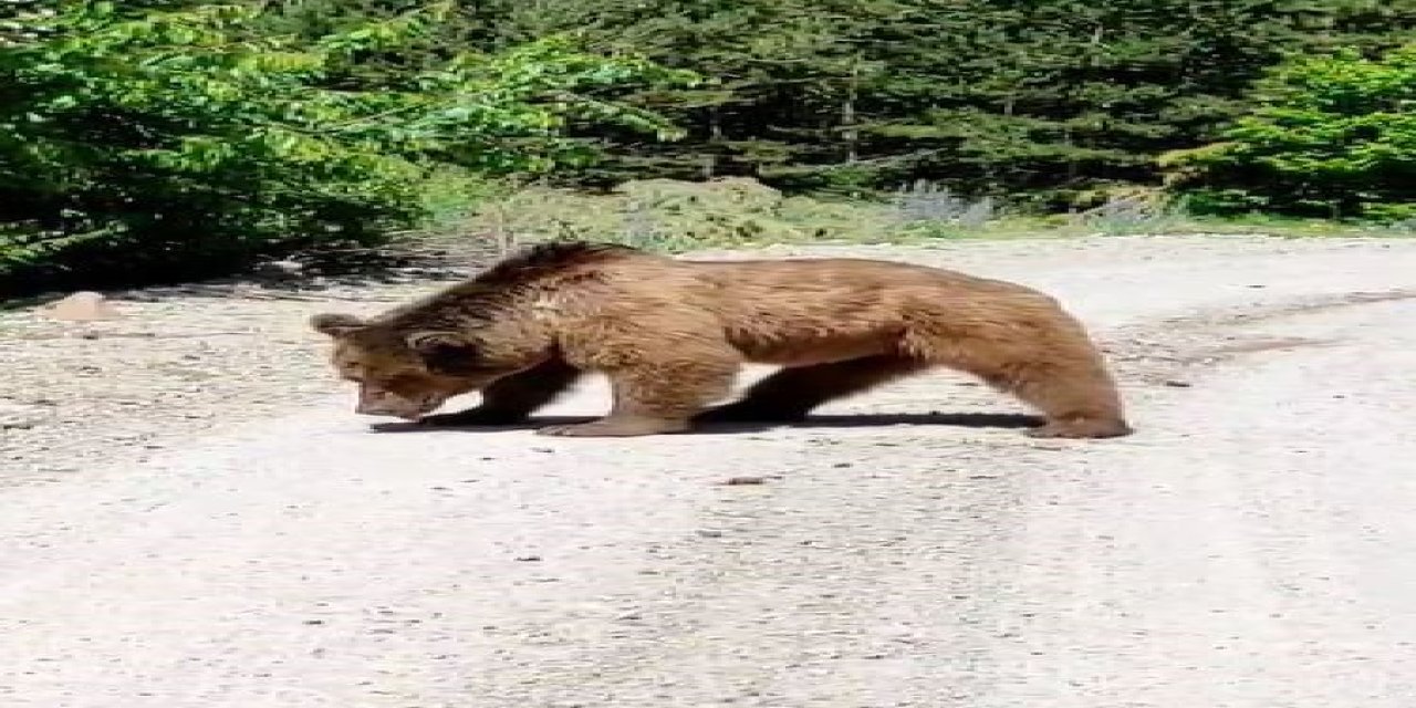Posof'ta köy yoluna inen boz ayı görüntülendi