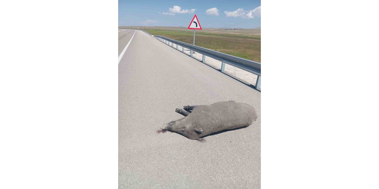 Van'da otomobil yaban domuzuna çarptı