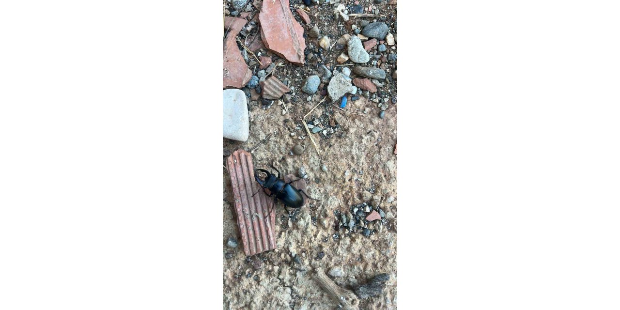 Nesli tükenen böcek Diyarbakır’da görüldü