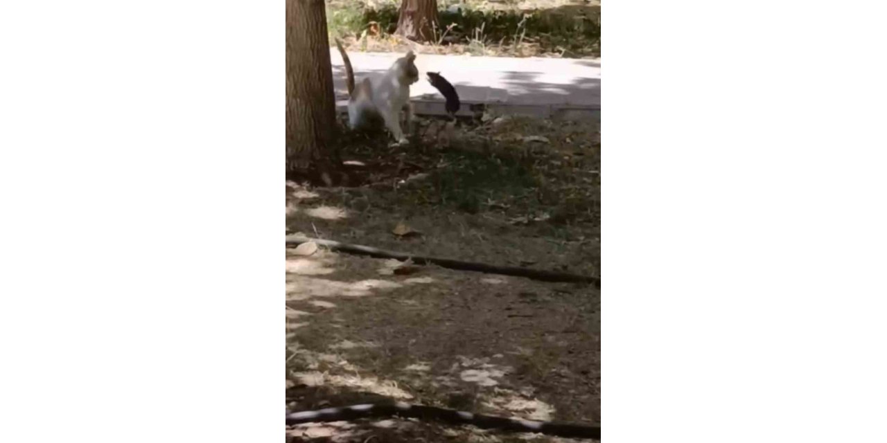 Diyarbakır’da fare yavru kediye saldırdı