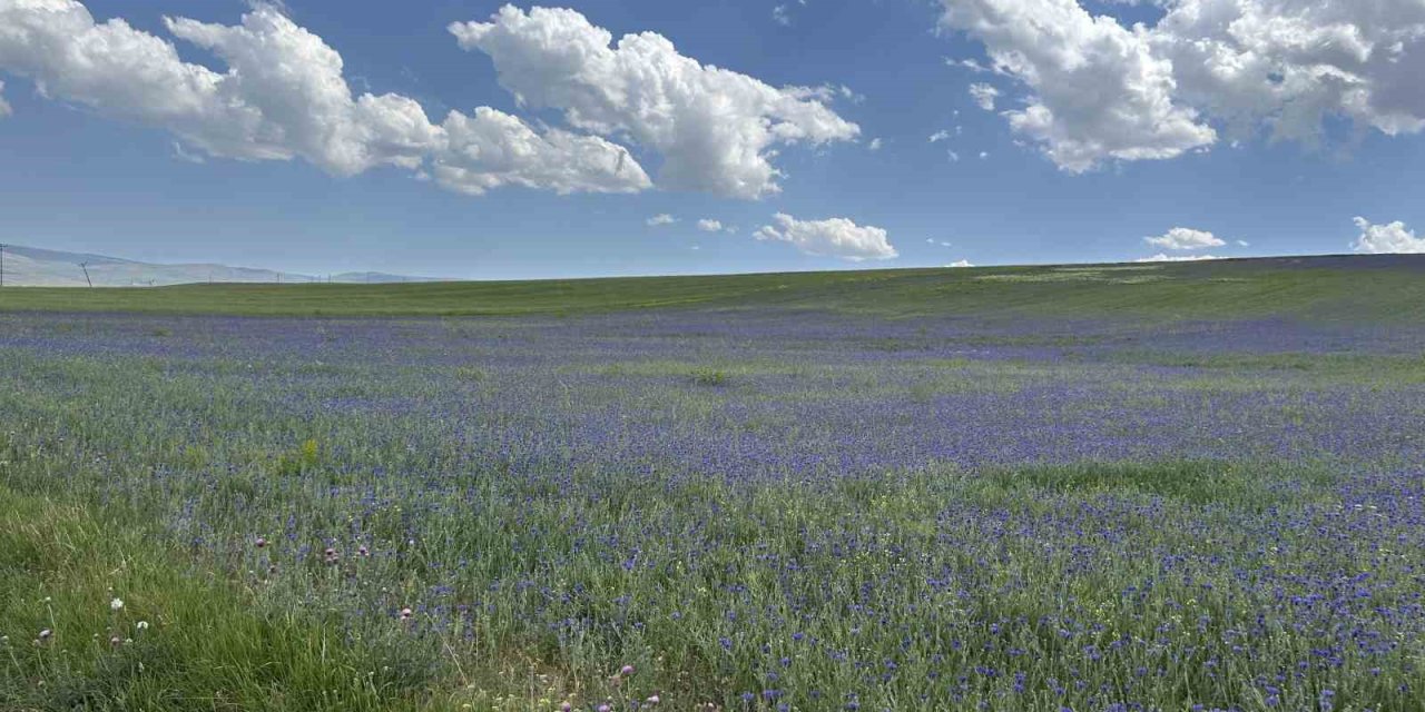 Ağrı'nın zirveleri mor ve maviye büründü