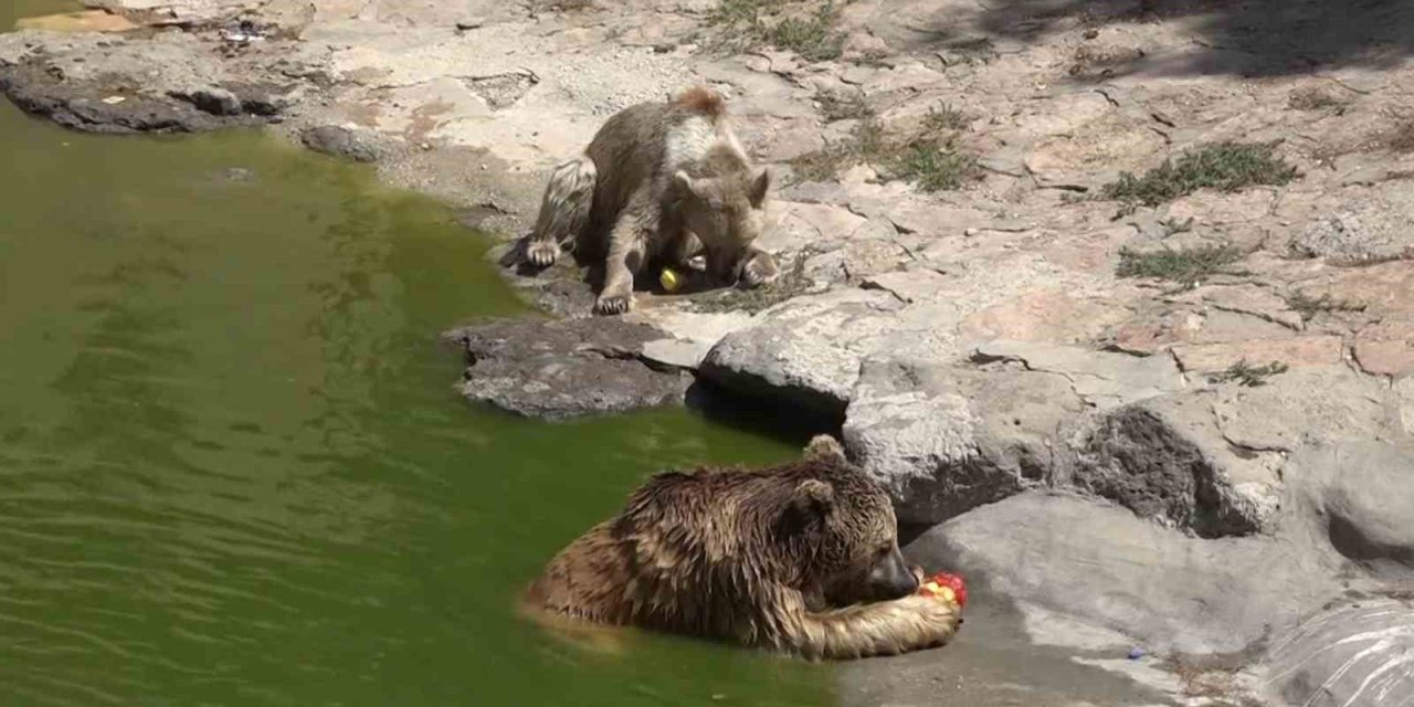 Gaziantep'te yırtıcı hayvanlara buzlu kokteyl