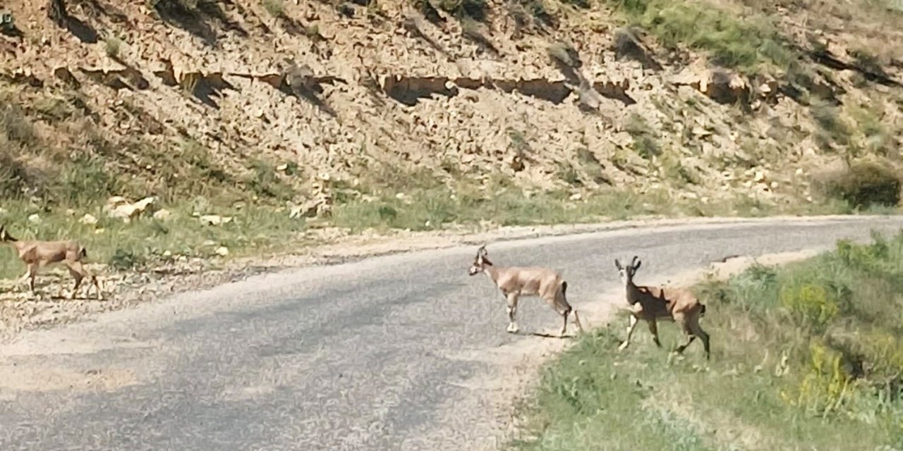 Malatya'da dağ keçileri görüldü