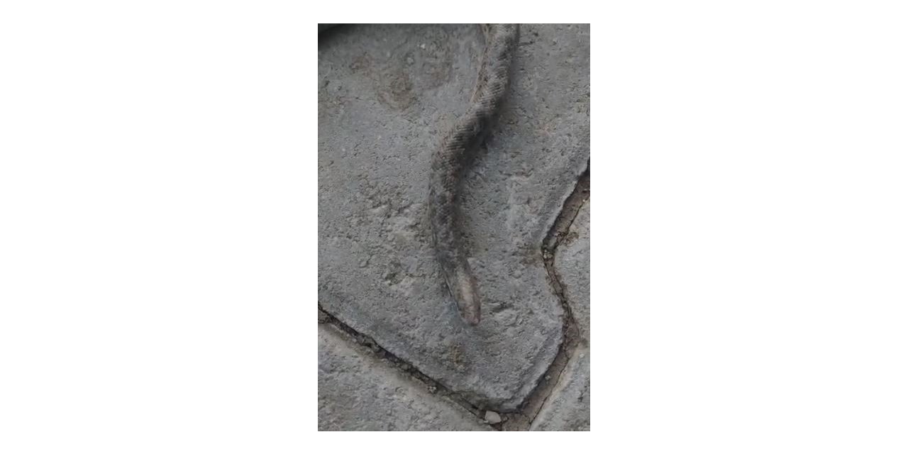 Elazığ’da çift başlı yılan görüldü