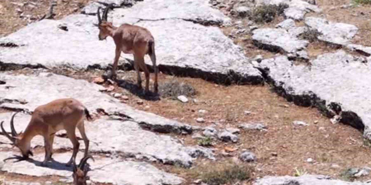 Elazığ’da dağ keçileri, görüntüleri ile hayran bıraktı