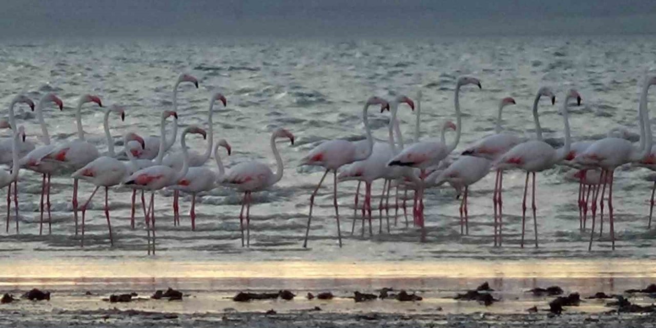 Erçek Gölü flamingoları ağırlamaya devam ediyor