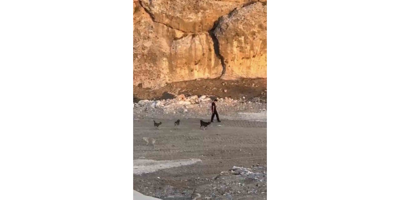 Mardin'de bir kişiğ köpeklerin saldırısına aldırış etmeden yoluna devam etti