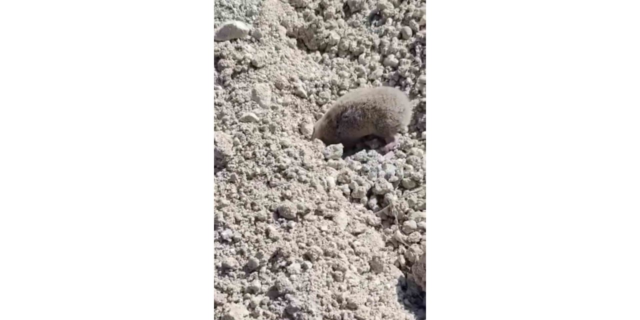Köstebek, toprağı eşeleyip ortadan kayboldu