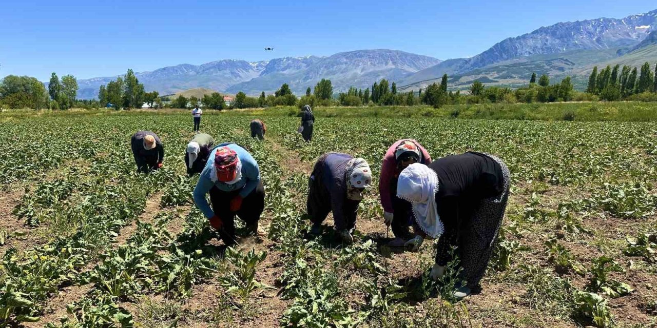 Erzincan’da kadın tarım işçileri pancar üretiyor