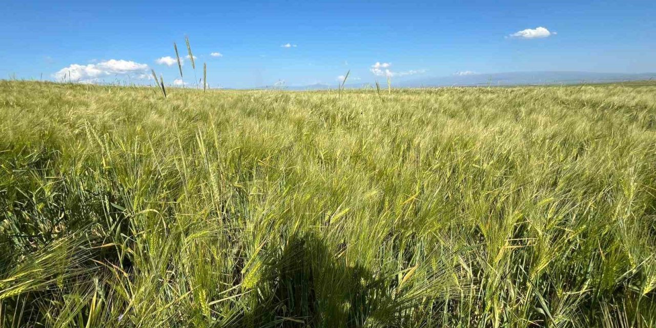 Kars’ta arpa bereketi