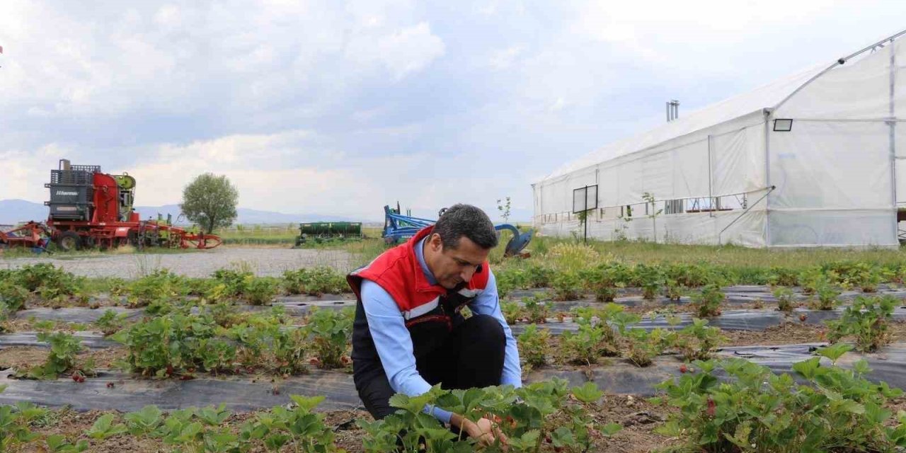 Ağrı'da çilek yetiştiriciliği büyüyor