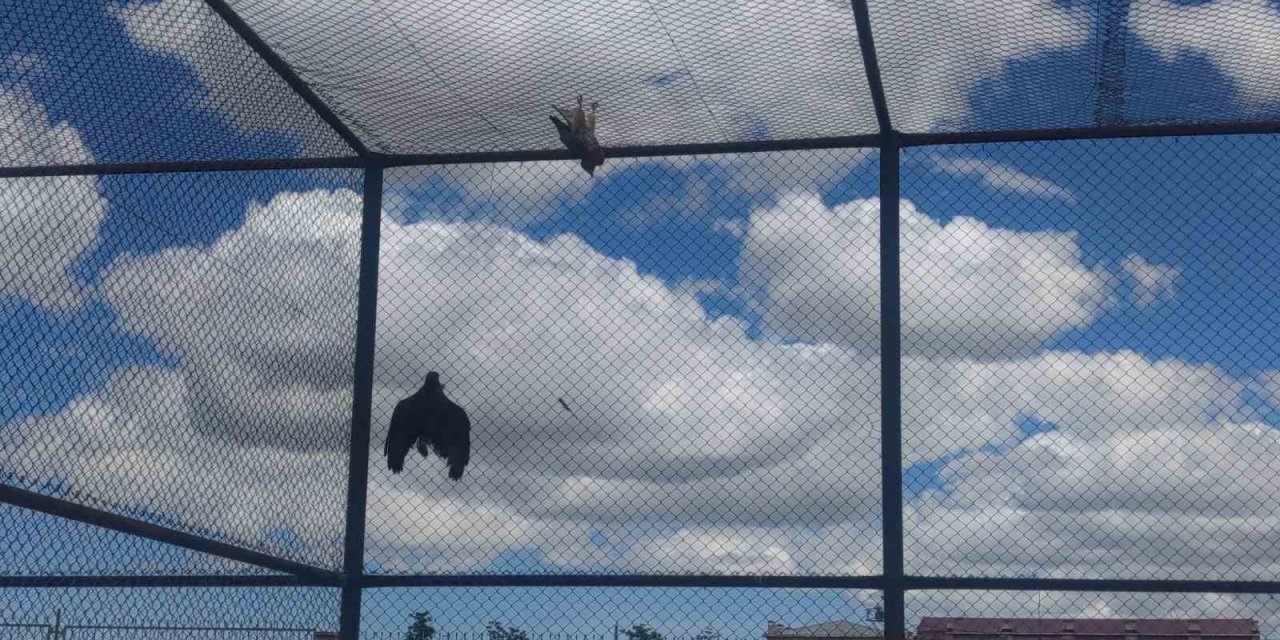 Van 'da yaban hayvanlarına kreş hizmeti