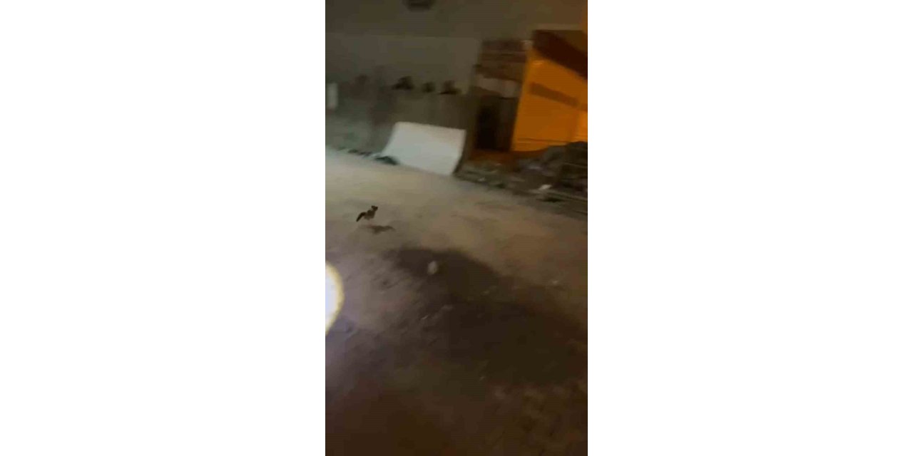 Mardin'de minibüsün motoruna sıkışan kedi kurtarıldı