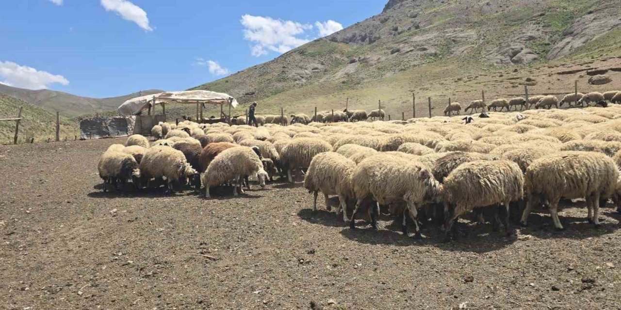 Van'da yaylada hayvancılık yaparak geçimlerini sağlıyorlar