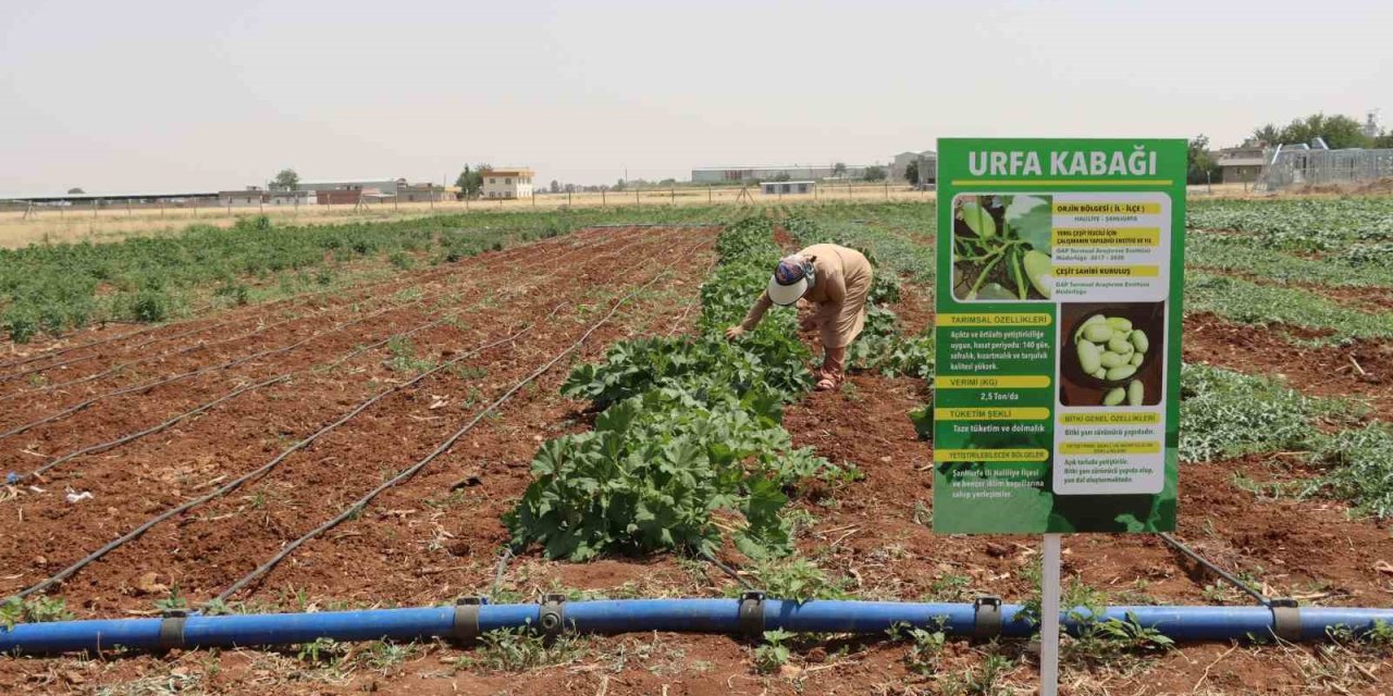Şanlıurfa’da ata tohumu hasadı gerçekleştirildi
