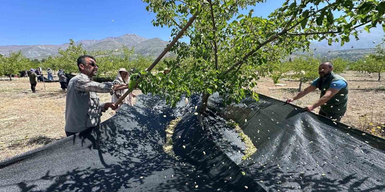 Erzincan’da dut hasadı başladı