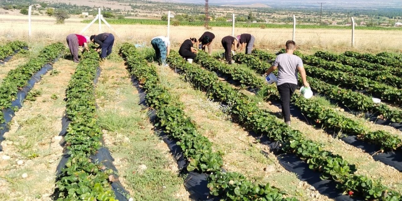 Erzincan’da çilek tezgâhta yerini aldı