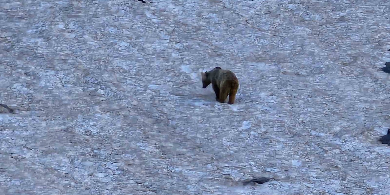 Hakkari’de dağcılar ayı ve dağ keçisi görüntüledi