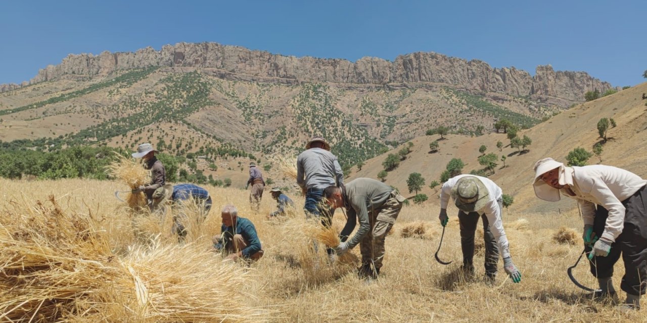 Traktörle gidilemeyen tarlalardaki buğdaylar orakla biçiliyor