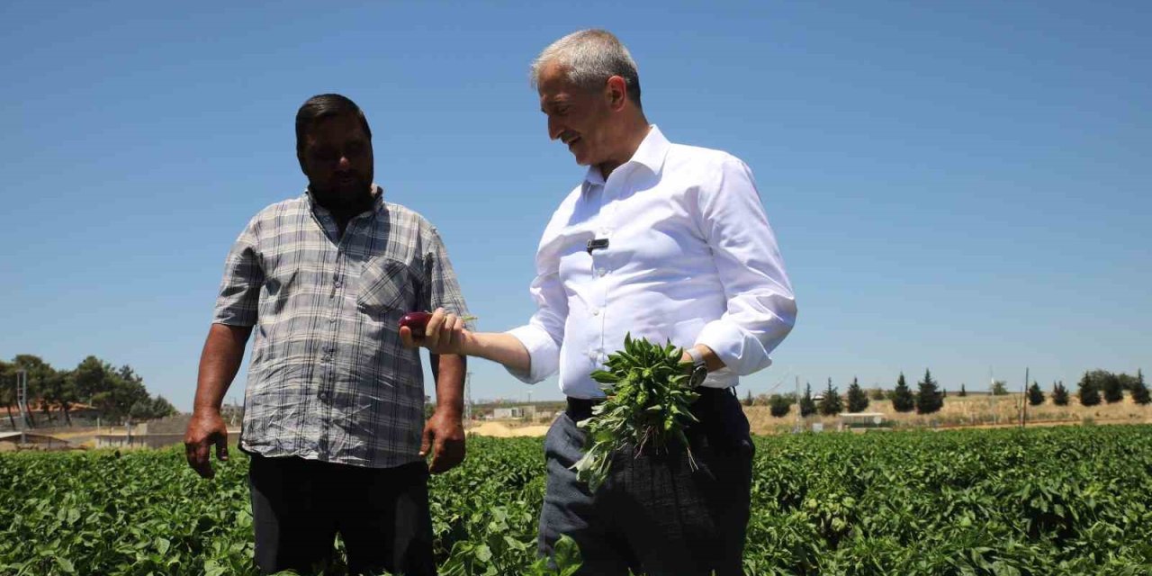 Antep’te domates, biber, patlıcan, salatalık, kavun ve karpuz hasadı başladı