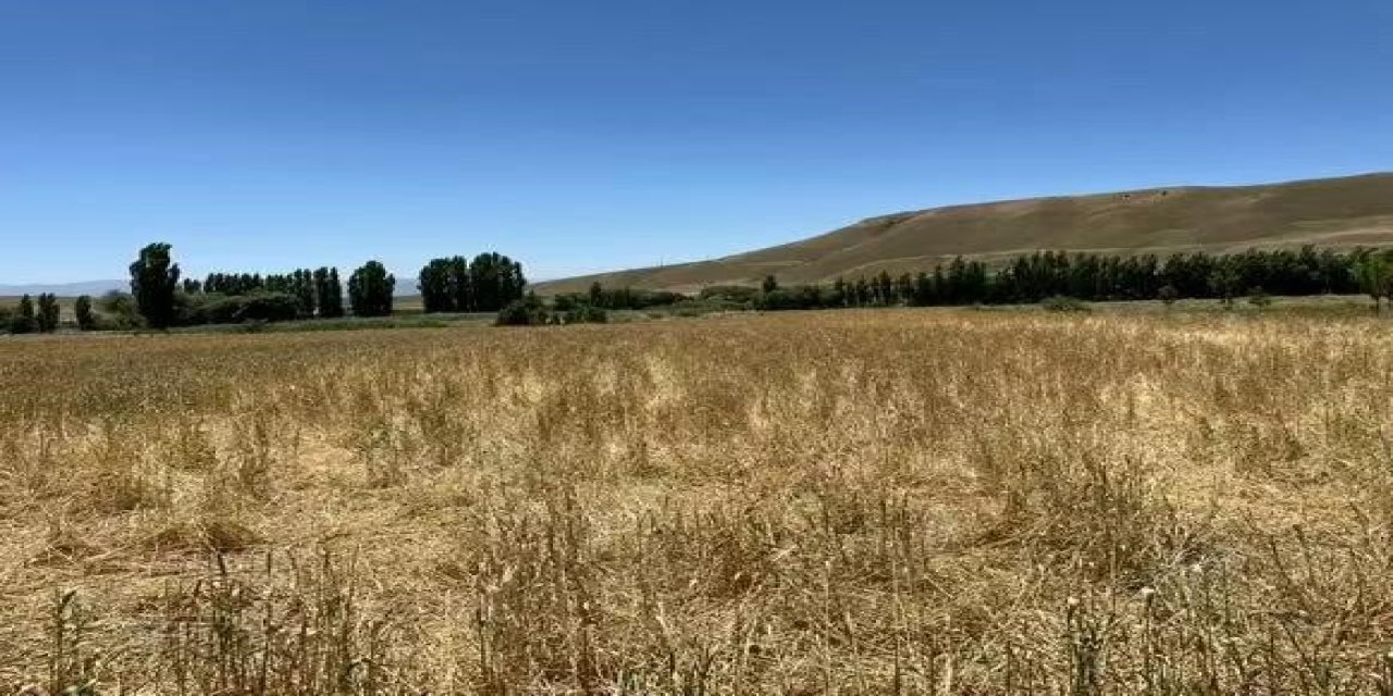 Muş’ta yaban domuzları ekili araziyi talan etti