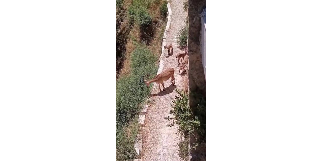 Elazığ’da anne ve yavru dağ keçileri yiyecek ararken görüntülendi