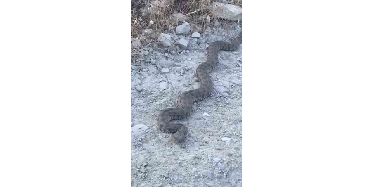 Elazığ’da görüntülenen yılan tedirgin etti
