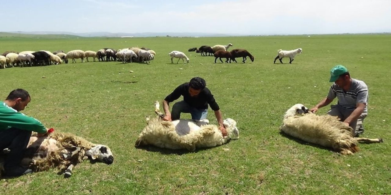 Yaylalarda koyun kırkma zamanı başladı
