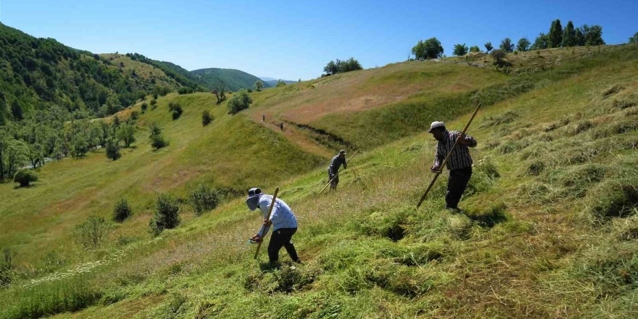 Muş’ta ot biçme sezonu başladı