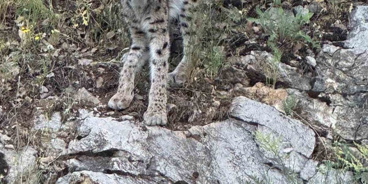 Kırmızı listedeki vaşak Kemaliye’de görüntülendi