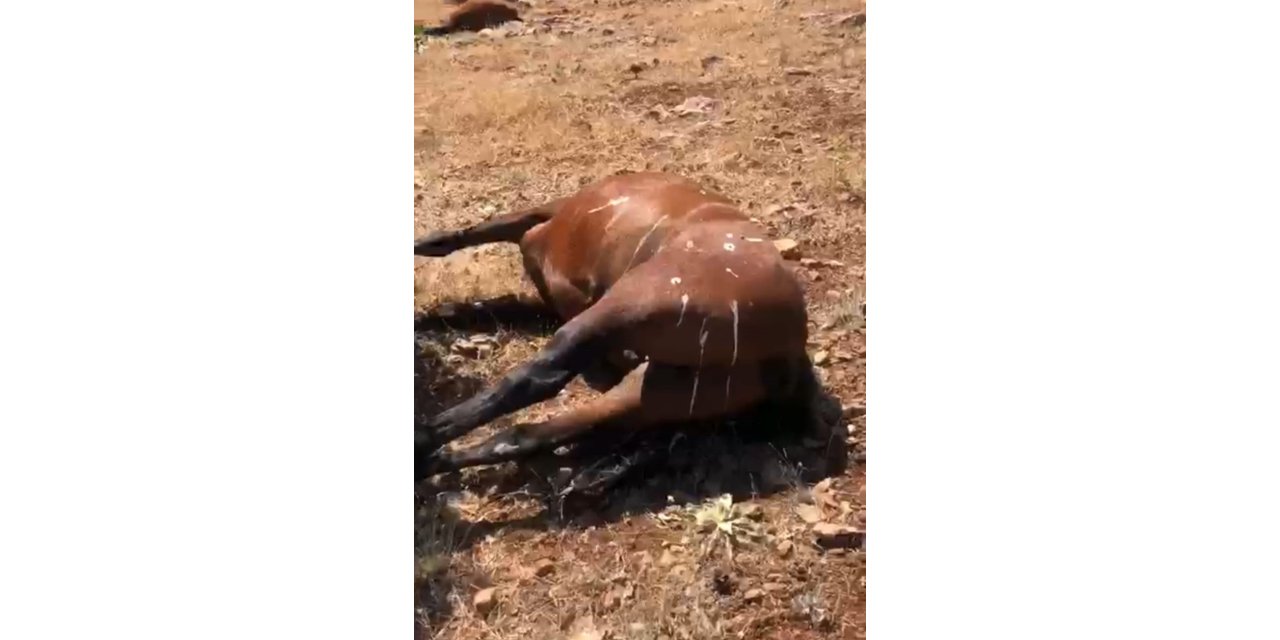 Öldürülen 7 yılkı atı için 3 şüphelinin ifadesi alındı