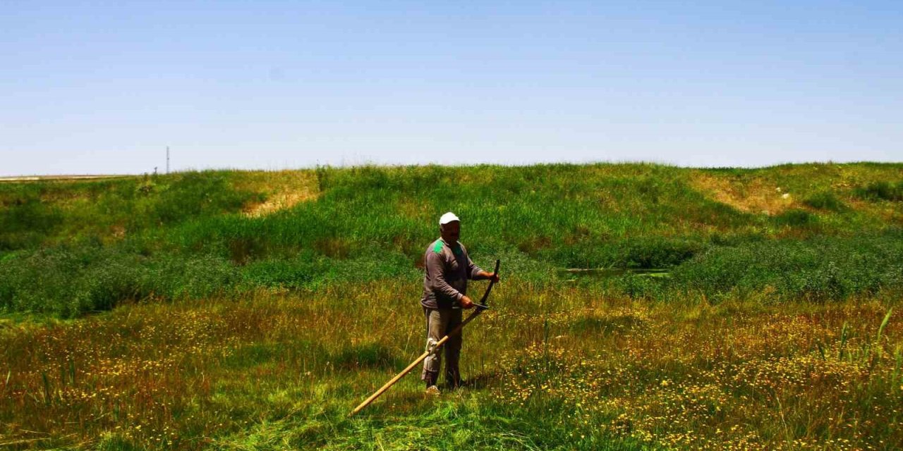 Malazgirt’te tırpanla ot biçme geleneği sürüyor